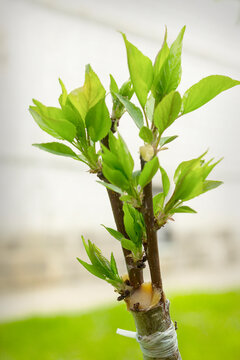Successful grafting into a split on a plum tree.  Cuttings took root