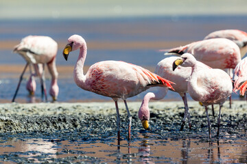 Fototapeta na wymiar Flamingos on the Colorado Lagoon in the southern Altiplano, Bolivia.