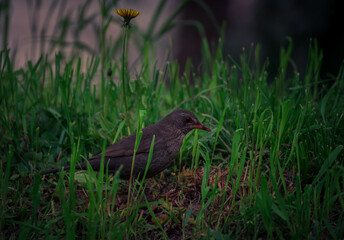 bird on the ground