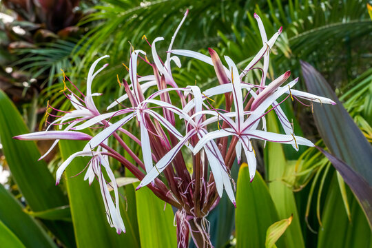 White Burgundy Giant Spider Lily Crinum Amabile Flowers Honlulu Hawaii