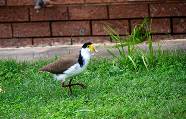 Australian Masked Lapwing (Vanellus miles)
