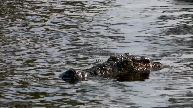 Nile Crocodile hiding in shallow water in Chobe River Botswana. Slowly swimming.