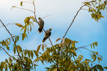 Noisy Miner (Manorina melanocephala)
