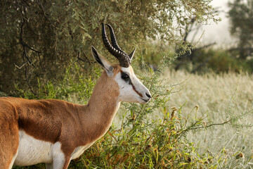 Wet springbok ram in the rain, Kgalagadi