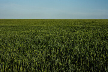 Green wheat field horizon