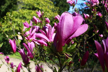 Fototapeta premium magnolia