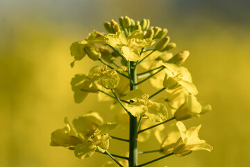rzepak żółty kwiaty pole żółte tło