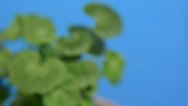 Flower geranium houseplant in a pot. Consider studying a plant through a magnifying glass. High quality 4k footage