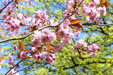 cherry blossom