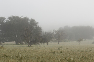 Kgalagadi in the mist