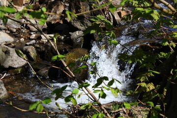 water in the forest