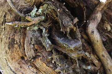 tree bark texture