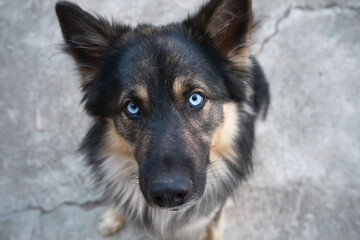 Chien aux yeux bleus