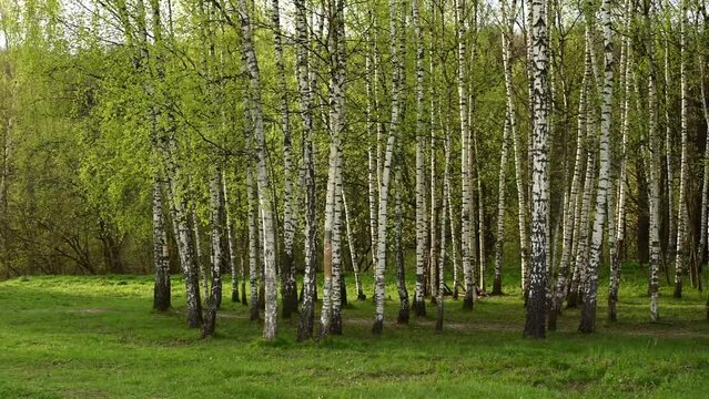 Birch grove in spring. Circular panorama camera movement. High quality 4k footage