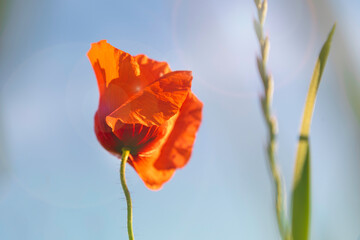 Blooming red poppy background the blue sky.