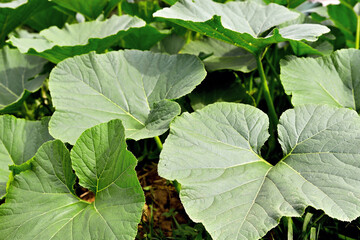 Pumpkin plants, young green pumpkin plants in the beds, illuminated by the evening sun, close-up