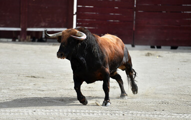 spanish bull with big horns in spain