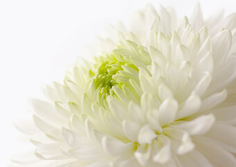 Macrophotography. Selected sharpness. Beautiful flower of delicate, pure white chrysanthemum close-up. Vegetable texture