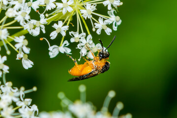 bee on a flower
