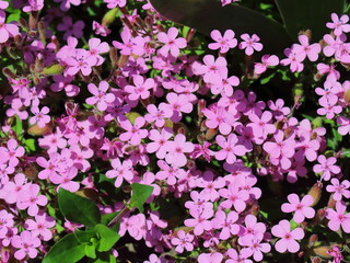 neat pink flowers in the city park