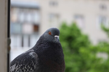 Dove closeup perfect portrait, bird on the window, beautiful face