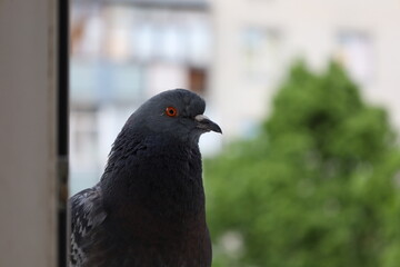 Dove closeup portrait, bird on the window, cute face, perfect view 