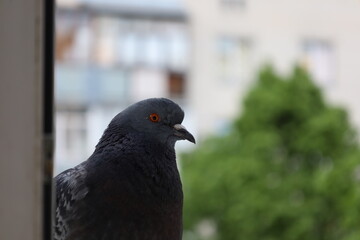 Dove closeup portrait, bird on the window, funny, perfect face