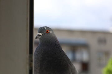 Pigeon closeup portrait, bird on the window, perfect animal, beautiful face
