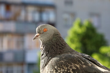 Dove closeup portrait, bird on the window, beautiful animal, sunny morning 