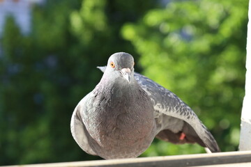 Dove closeup portrait, bird on the window, morning stretching, sport