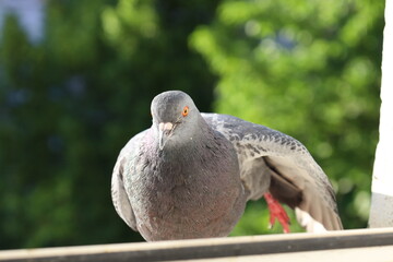 Dove closeup portrait, bird on the window, stretching, animal morning 