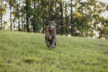 American Bulldog playing fetch with large stick