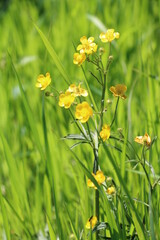 Ranunculus, Buttercups | Yellow flower as seen in northern Germany