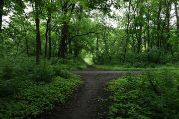 Fototapeta premium Road in the rainy summer forest