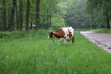Fototapeta na wymiar Cow in the woods 