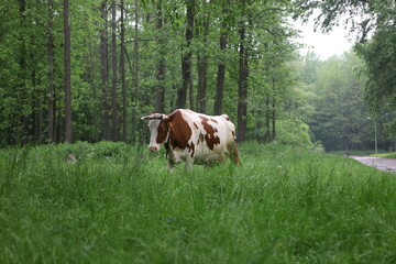 Fototapeta na wymiar Cow in the rainy forest, summer woods atmosphere 