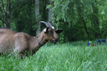Goats in the rainy forest, spring woods