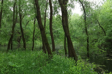 Fototapeta na wymiar Flooded forest, summer sunny day