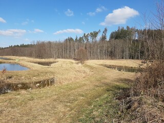 landscape with trees