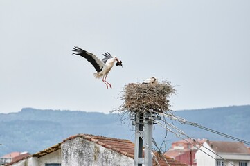 White Stork (Ciconia ciconia) flapping its wings as it flies to reach its nest with soil to finish...