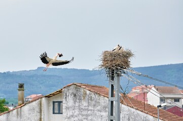White Stork (Ciconia ciconia) flapping its wings as it flies to reach its nest with soil to finish building it while its pups wait inside