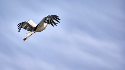 White Stork (Ciconia ciconia) flapping its wings while flying on a sunny day and a blue sky in the background seen from the side covering its head with its wings