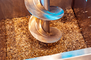 steel auger picks up sunflower seeds for cooking