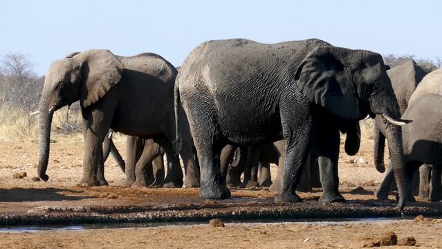 Herd of elephants drinking water and washing themselves in the pond Etosha, Namibia.