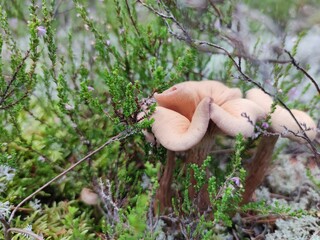 Large yellow mushrooms grow in the forest. In a pine forest among moss, heather and fallen branches and needles, large mushrooms with a light brown hat and the same stem have grown.