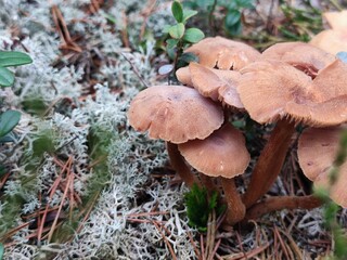 A colony of mushrooms has grown in the forest. In a pine forest, among moss, heather and fallen...