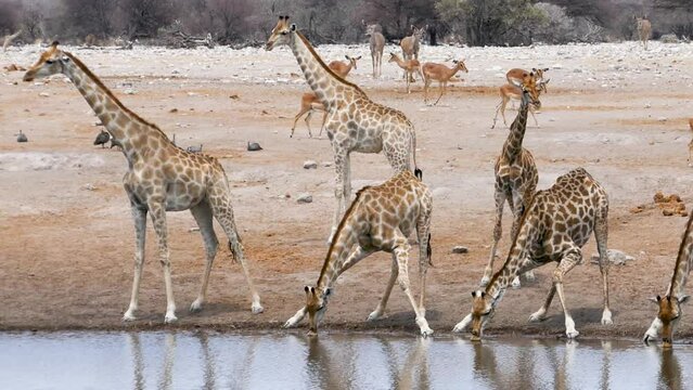 Giraffes and springboks drink water from a small pond or waterhole in Etosha, Namibia. Wild safari in Africa. Safari ride. A Game drive. Wildlife watching in the comfort 4WD open safari vehicle.