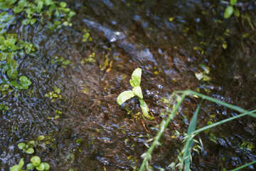 Aquatic plants photographed in a garden pond in spring in Germany