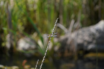 Aquatic plants photographed in a garden pond in spring in Germany