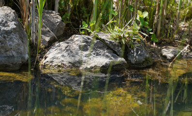 Aquatic plants photographed in a garden pond in spring in Germany